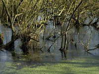 NL, Noord-Brabant, Asten, Groote Peel 4, Saxifraga-Jan van der Straaten